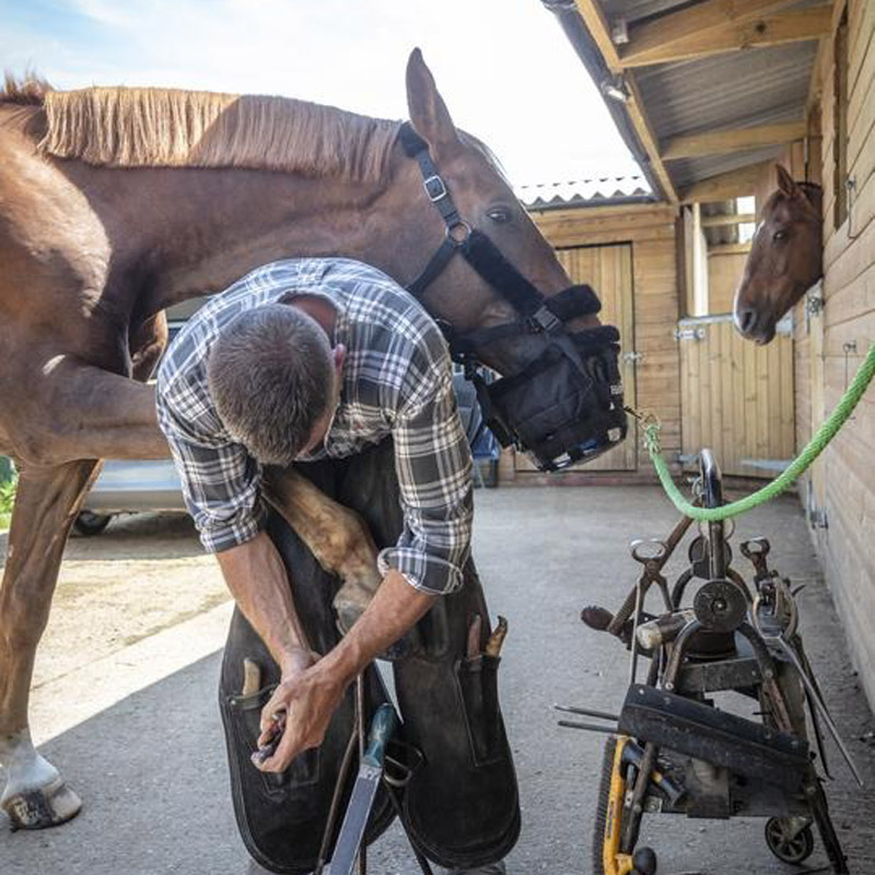 Handsfree Handling Head Collar and Muzzle 2 Handsfree Handling Head Collar and Muzzle - Image 2