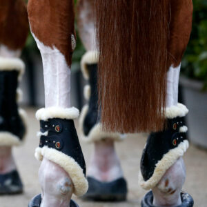 Sheepskin Elastic Fetlock Boots Black Set