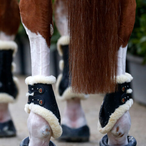 Sheepskin Elastic Fetlock Boots Black Set
