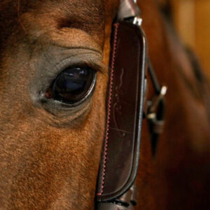 Dy'on Leather Horse Blinkers Brown 1