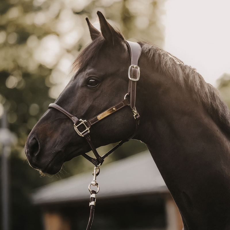 Kentucky Horsewear Anatomic Leather Head Collar 4 Kentucky Horsewear Anatomic Leather Head Collar - Image 4