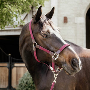 Kentucky Horsewear Plaited Nylon Head Collar