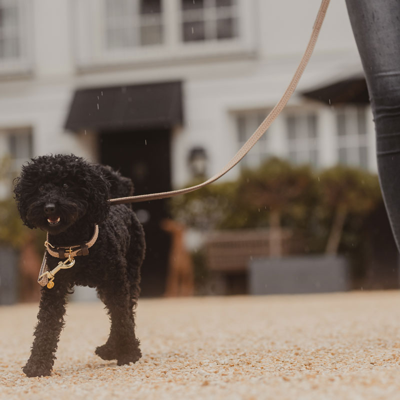 Kentucky Dogwear Plaited Dog Leads 120cm 8 Kentucky Dogwear Plaited Dog Leads 120cm - Image 8