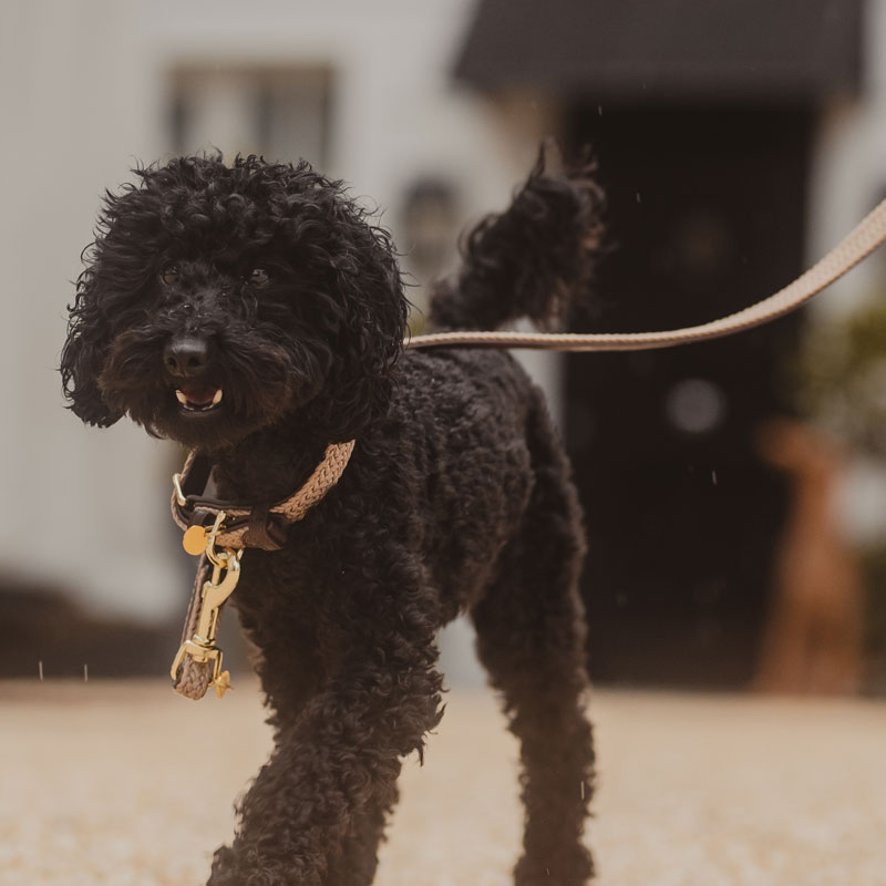 Kentucky Dogwear Plaited Dog Leads 120cm 7 Kentucky Dogwear Plaited Dog Leads 120cm - Image 7