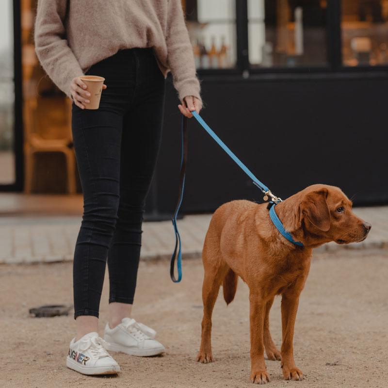 Kentucky Dogwear Plaited Dog Leads 120cm 3 Kentucky Dogwear Plaited Dog Leads 120cm - Image 3