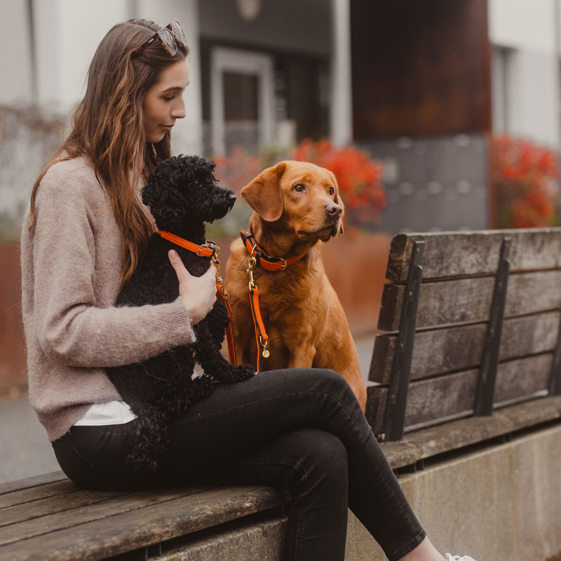 Kentucky Dogwear Plaited Dog Leads 120cm 6 Kentucky Dogwear Plaited Dog Leads 120cm - Image 6