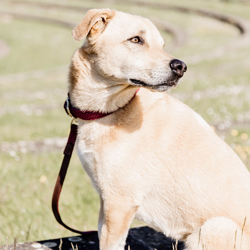 Kentucky Dogwear Plaited Dog Leads 120cm 11 Kentucky Dogwear Plaited Dog Leads 120cm - Image 11