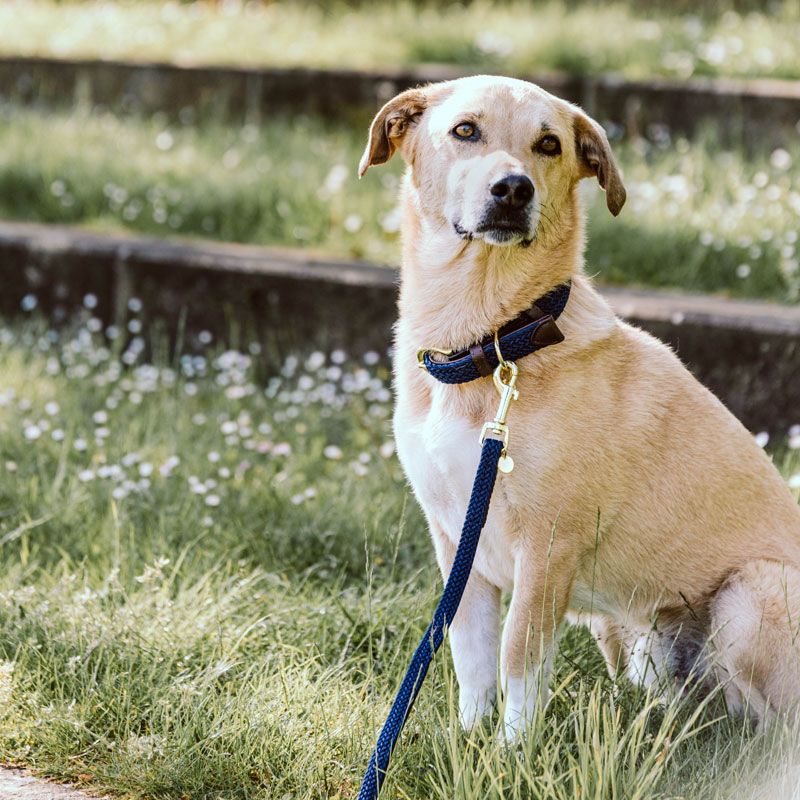 Kentucky Dogwear Plaited Dog Leads 120cm 9 Kentucky Dogwear Plaited Dog Leads 120cm - Image 9