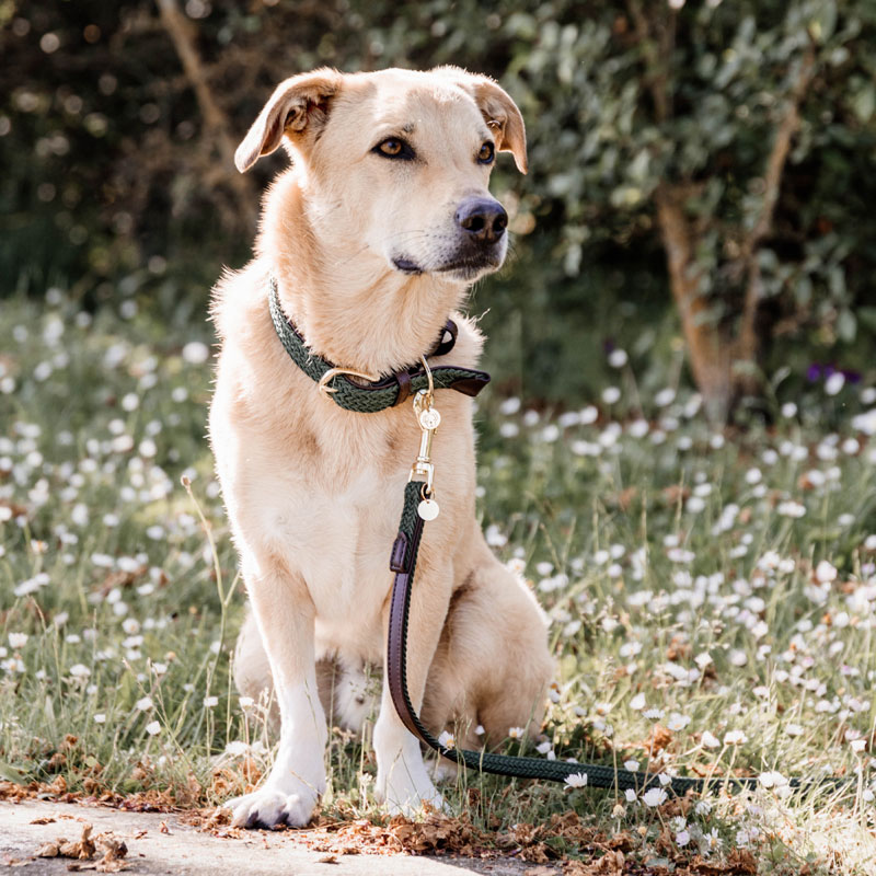 Kentucky Dogwear Plaited Dog Leads 120cm 10 Kentucky Dogwear Plaited Dog Leads 120cm - Image 10