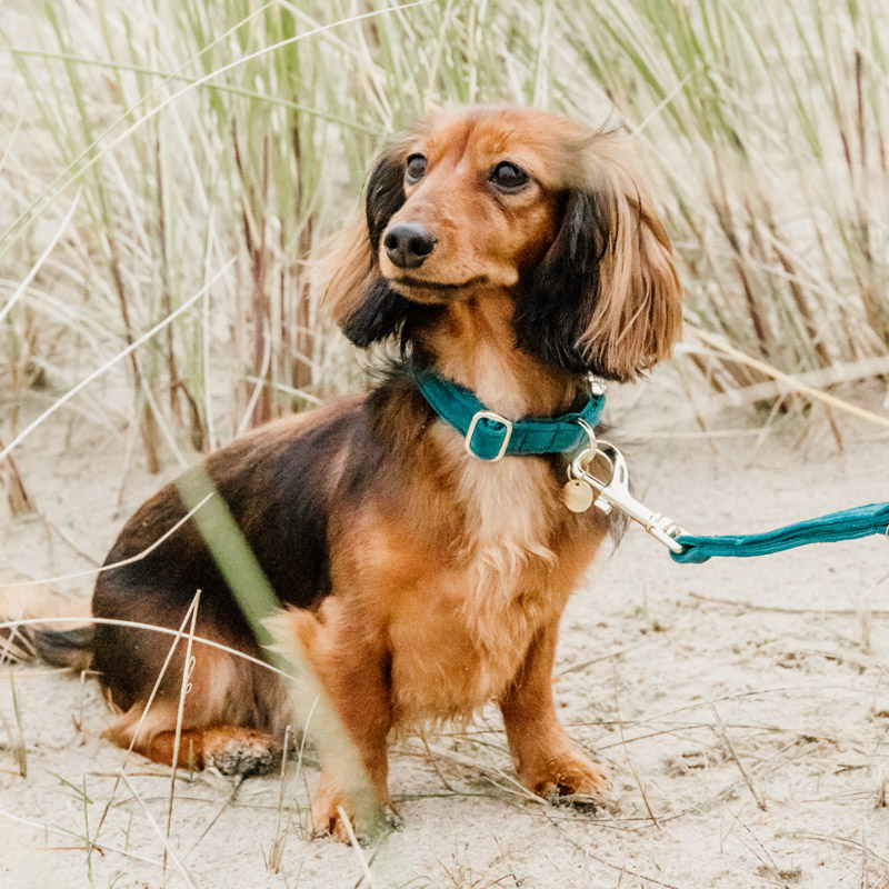 Kentucky Dogwear Velvet Dog Collars 1 Kentucky Dogwear Velvet Dog Collars - Emerald 2