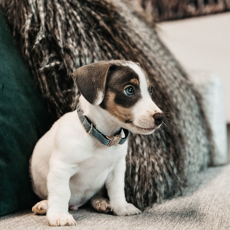 Kentucky Dogwear Velvet Dog Collars 7 Kentucky Dogwear Velvet Dog Collars - Image 7