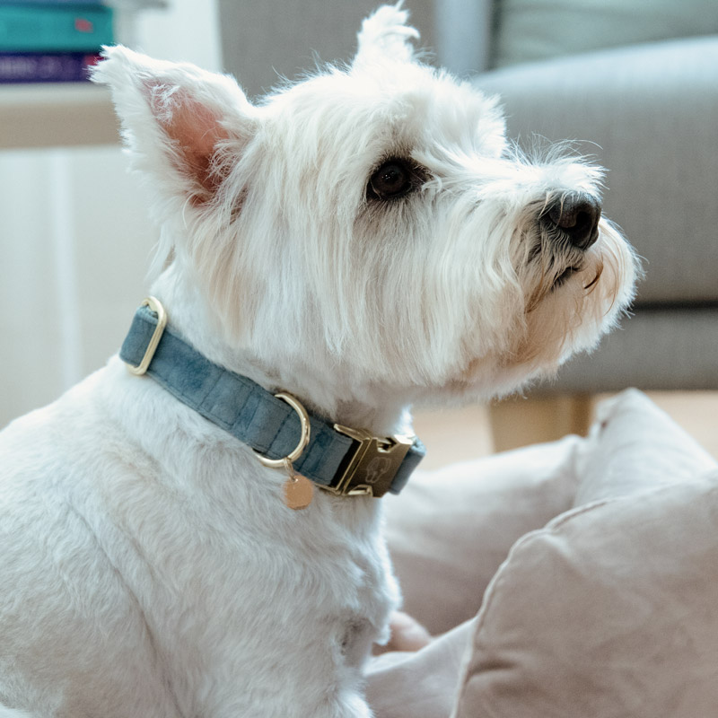 Kentucky Dogwear Velvet Dog Collars 11 Kentucky Dogwear Velvet Dog Collars - Light Blue 3