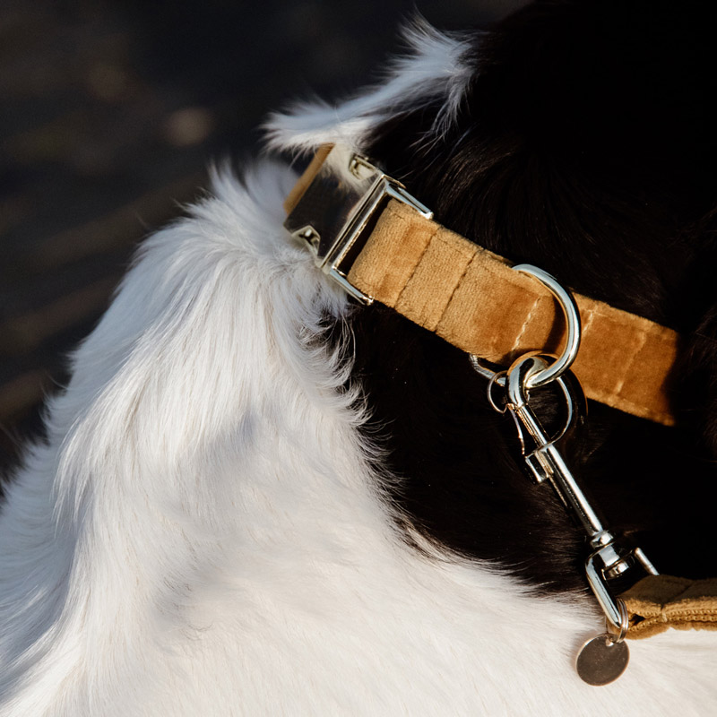 Kentucky Dogwear Velvet Dog Collars 9 Kentucky Dogwear Velvet Dog Collars - Image 9