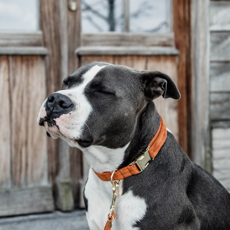 Kentucky Dogwear Velvet Dog Collars 6 Kentucky Dogwear Velvet Dog Collars - Orange 3