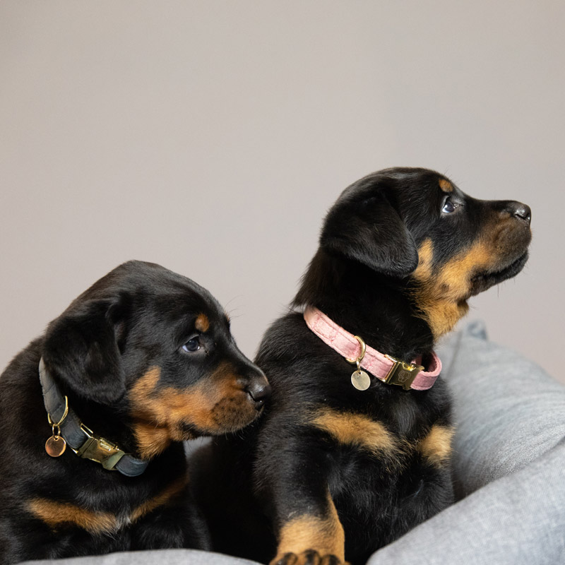 Kentucky Dogwear Velvet Dog Collars 10 Kentucky Dogwear Velvet Dog Collars - Image 10