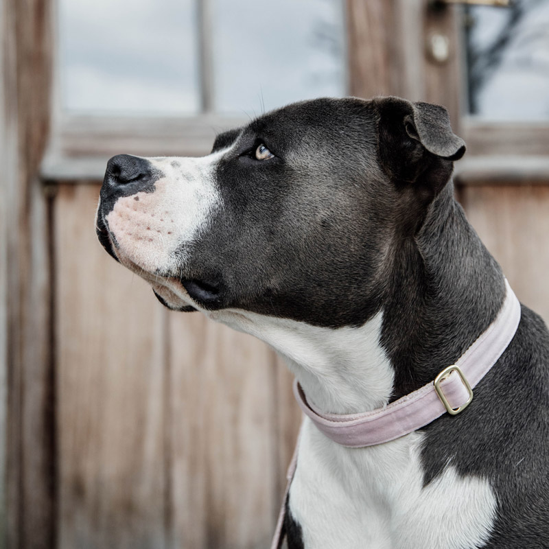 Kentucky Dogwear Velvet Dog Collars 5 Kentucky Dogwear Velvet Dog Collars - Soft Rose 3