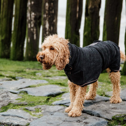 Kentucky Dogwear Dog Towel