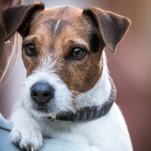 Kentucky Dogwear Collar Triangle 1