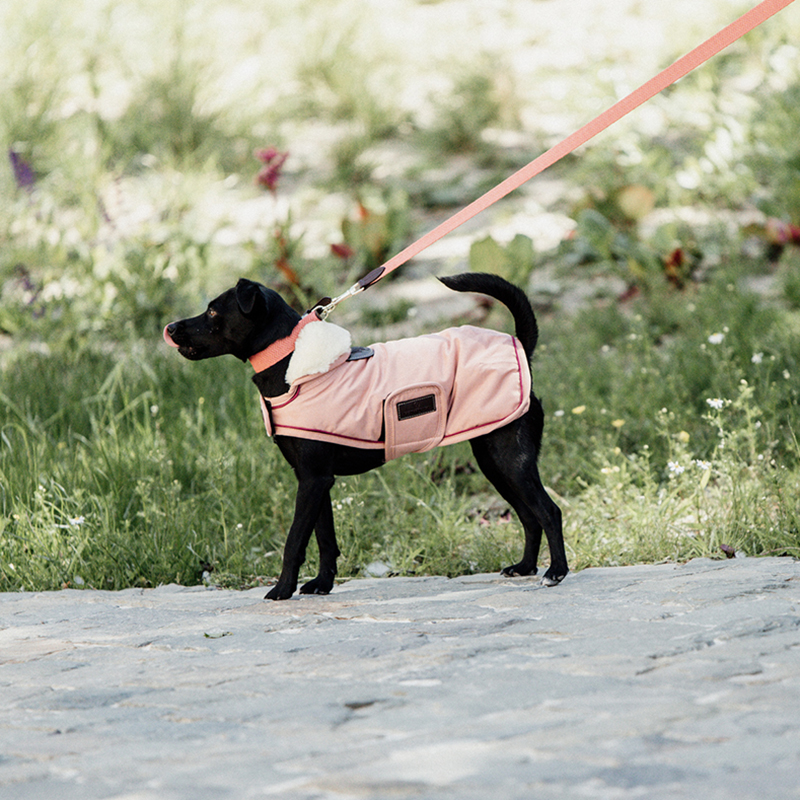 Kentucky Dogwear Waterproof Dog Coat 160g 5 Kentucky Dogwear Waterproof Dog Coat 160g - Image 5