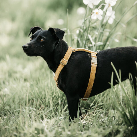 Kentucky Dogwear Velvet Dog Harness Loop