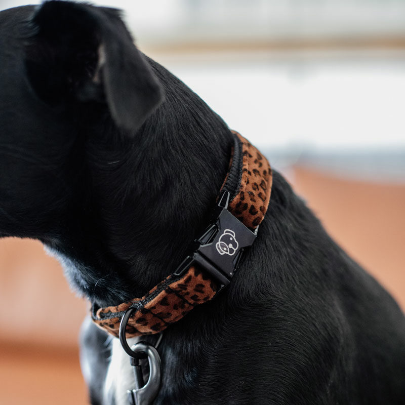 Kentucky Dogwear Leopard Print Dog Collar - Image 7