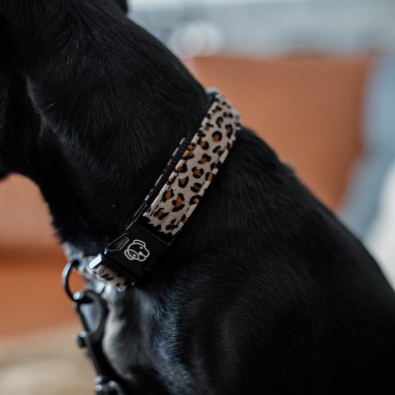 Kentucky Dogwear Leopard Print Dog Collar - Image 8
