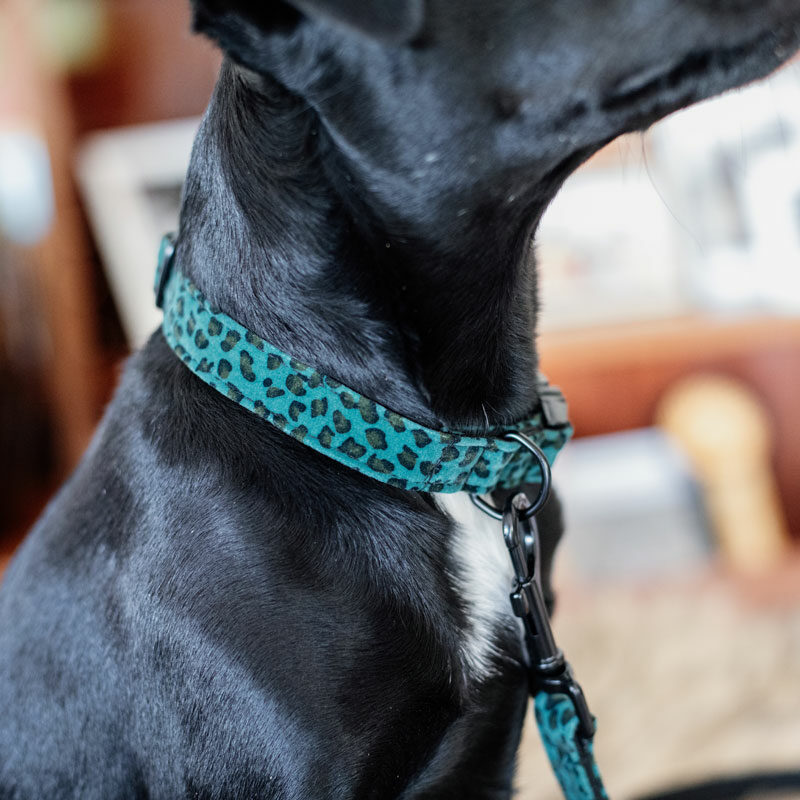 Kentucky Dogwear Leopard Print Dog Collar - Image 10