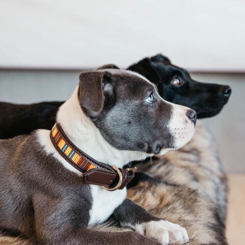 Kentucky Dogwear Dog Collar Pearls Pair