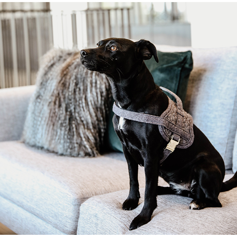 Kentucky Dogwear Dog Harness Body Safe 3 Kentucky Dogwear Dog Harness Body Safe - Image 3