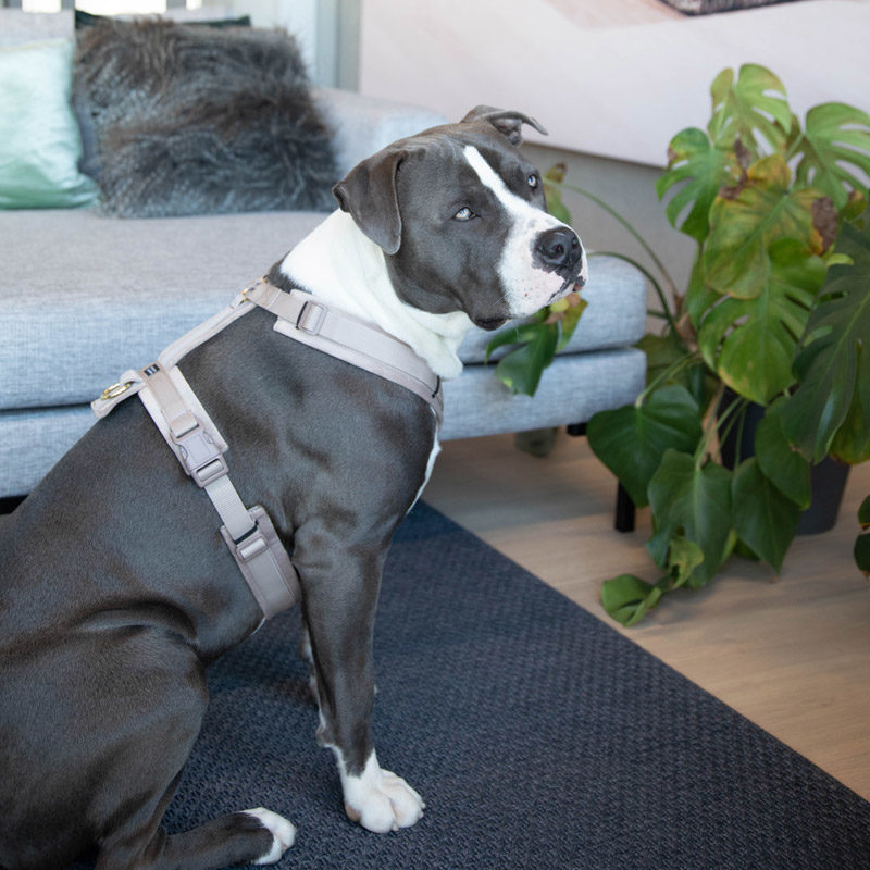 Kentucky Dogwear Active Dog Harness Velvet - Image 9