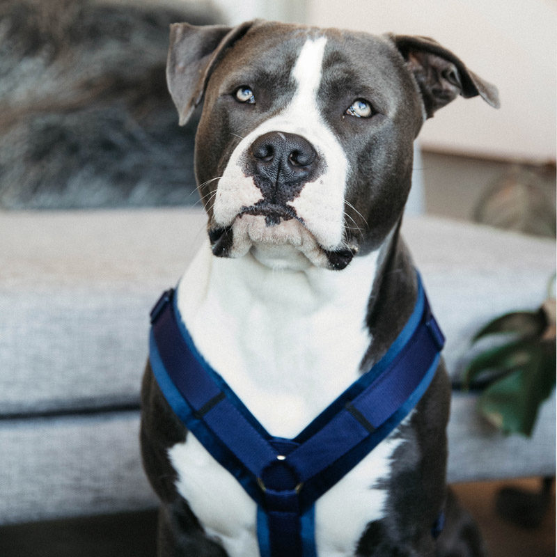 Kentucky Dogwear Active Dog Harness Velvet - Image 7