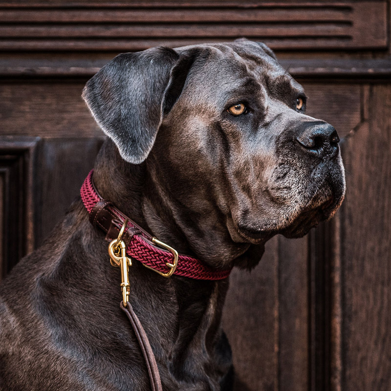 Kentucky Dogwear Plaited Dog Collar 1 Kentucky Dogwear Plaited Dog Collar - Bordeaux 4