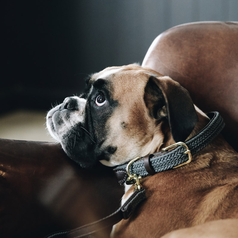 Kentucky Dogwear Plaited Dog Collar 5 Kentucky Dogwear Plaited Dog Collar - Grey 2