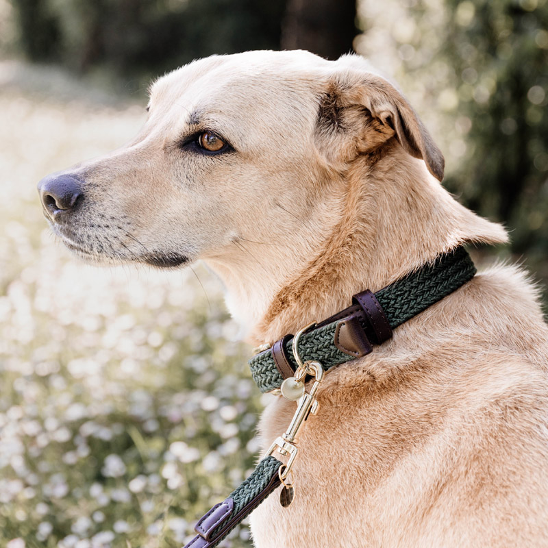 Kentucky Dogwear Plaited Dog Collar 13 Kentucky Dogwear Plaited Dog Collar - Image 13