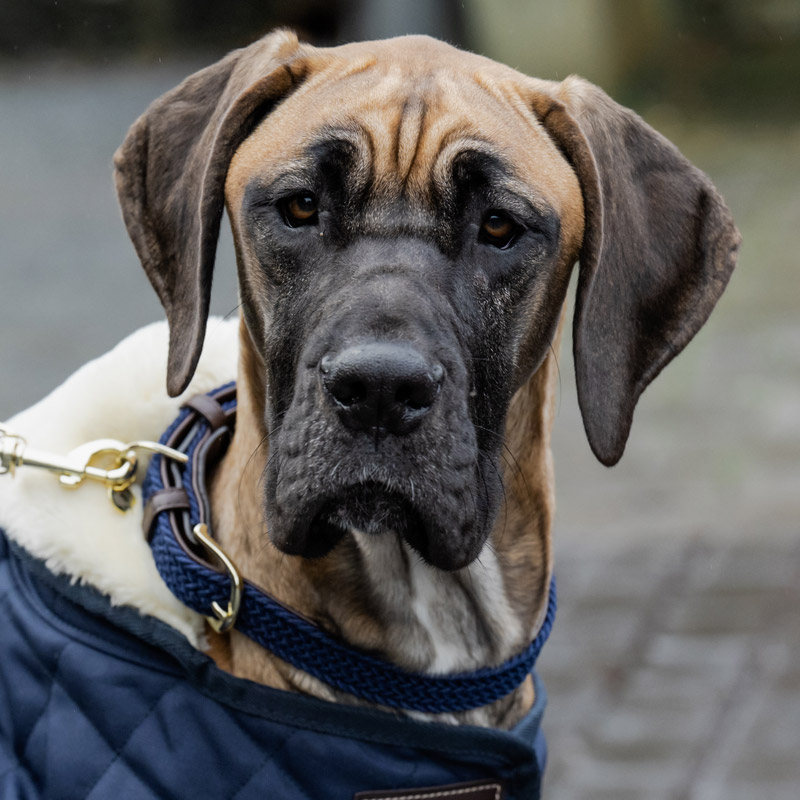 Kentucky Dogwear Plaited Dog Collar 12 Kentucky Dogwear Plaited Dog Collar - Navy 2