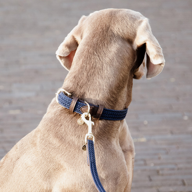 Kentucky Dogwear Plaited Dog Collar 4 Kentucky Dogwear Plaited Dog Collar - Image 4