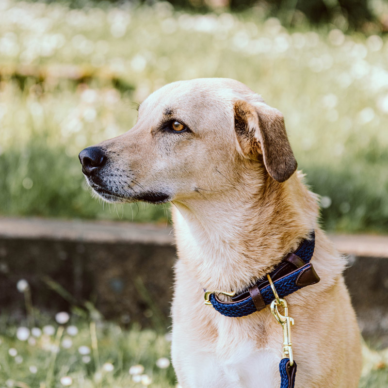 Kentucky Dogwear Plaited Dog Collar 9 Kentucky Dogwear Plaited Dog Collar - Image 9