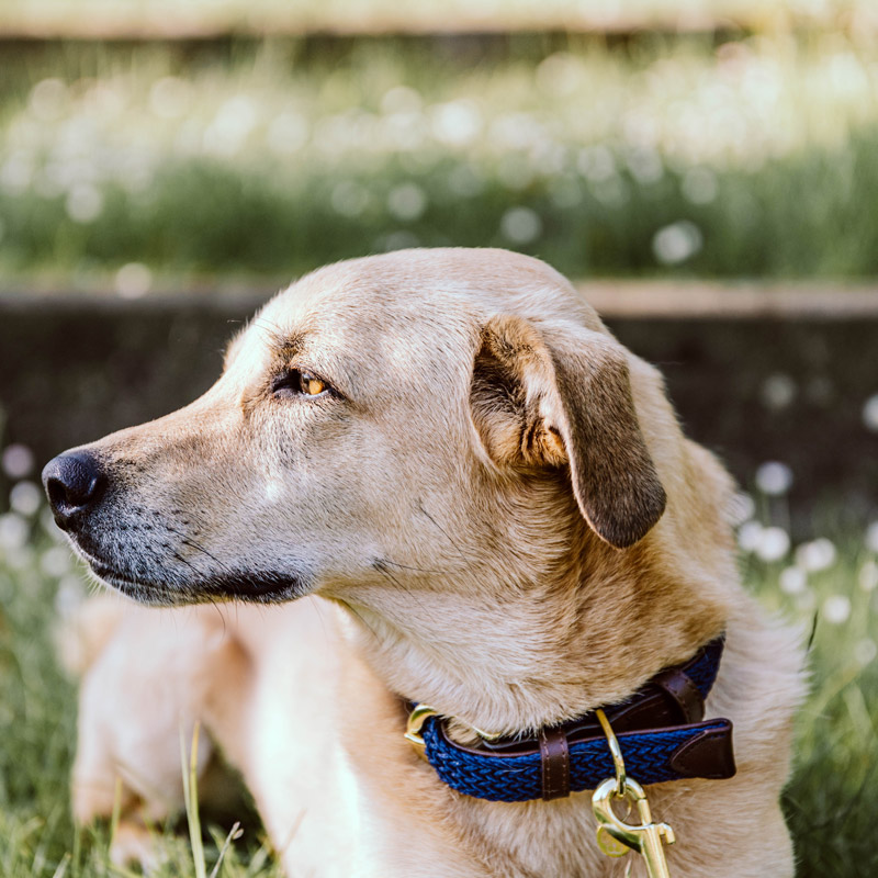 Kentucky Dogwear Plaited Dog Collar 2 Kentucky Dogwear Plaited Dog Collar - Image 2