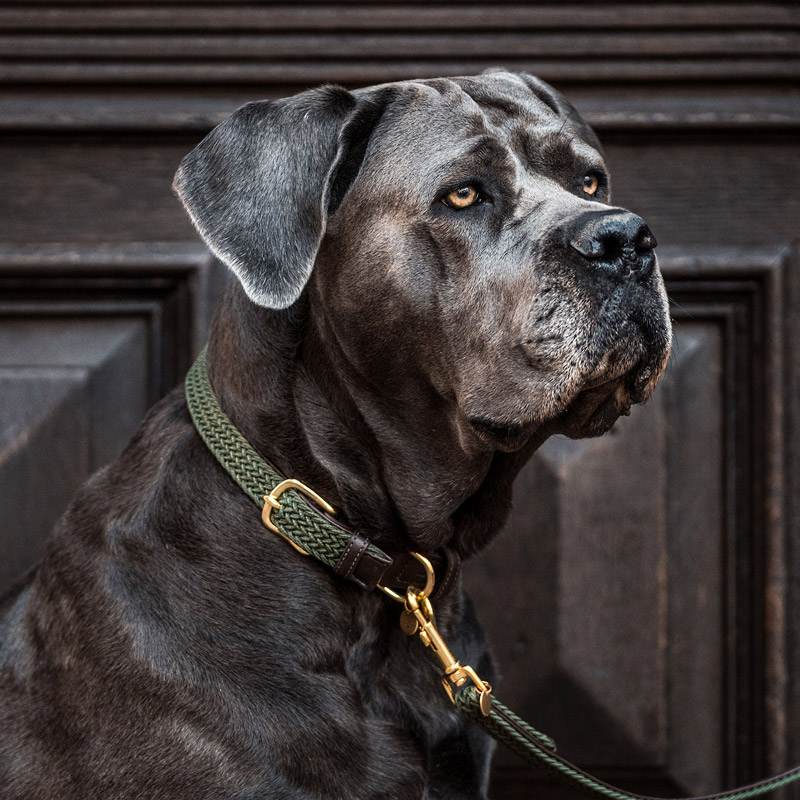 Kentucky Dogwear Plaited Dog Collar 3 Kentucky Dogwear Plaited Dog Collar - Image 3