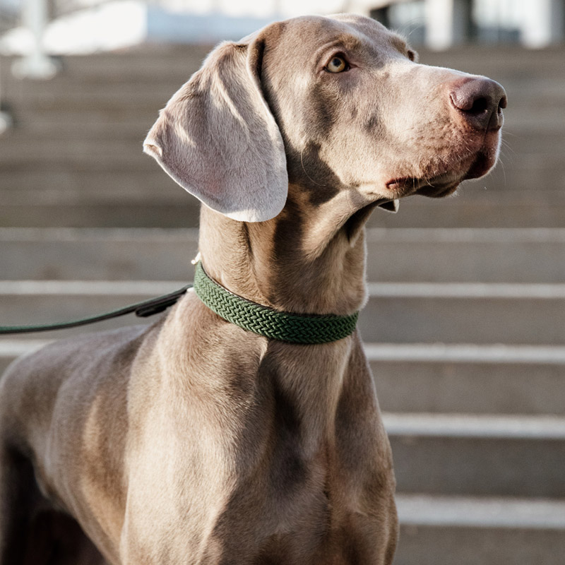 Kentucky Dogwear Plaited Dog Collar 11 Kentucky Dogwear Plaited Dog Collar - Image 11