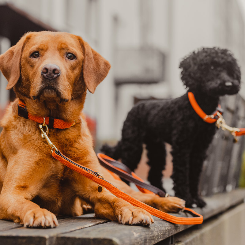 Kentucky Dogwear Plaited Dog Collar 7 Kentucky Dogwear Plaited Dog Collar - Image 7
