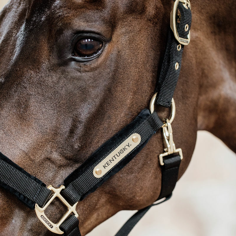 Kentucky Horsewear Velvet Head Collar - Image 2