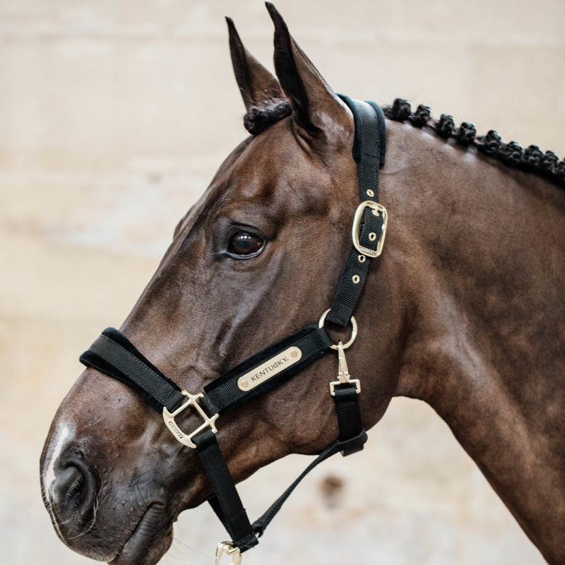 Kentucky Horsewear Velvet Head Collar - Image 3