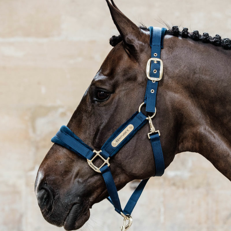 Kentucky Horsewear Velvet Head Collar - Image 6