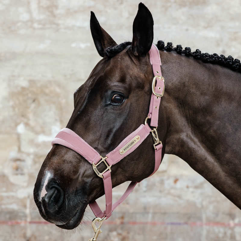 Kentucky Horsewear Velvet Head Collar - Image 8