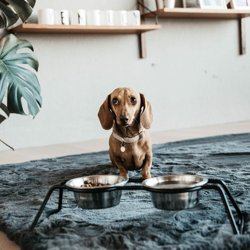 Kentucky Dogwear Dog Bowl Comfort Feeder 2 Kentucky Dogwear Dog Bowl Comfort Feeder - Image 2