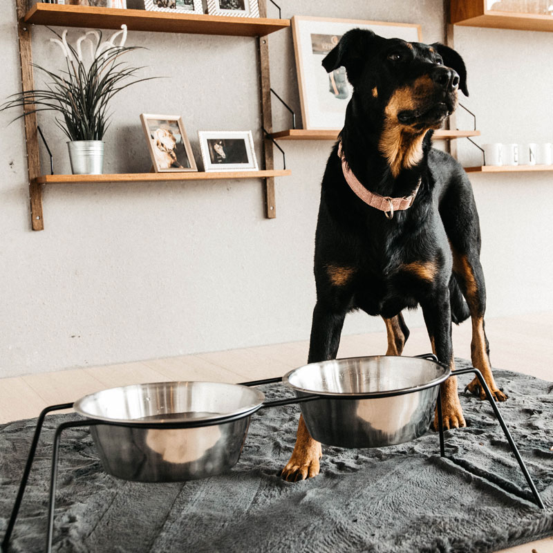 Kentucky Dogwear Dog Bowl Comfort Feeder 7 Kentucky Dogwear Dog Bowl Comfort Feeder - Image 7