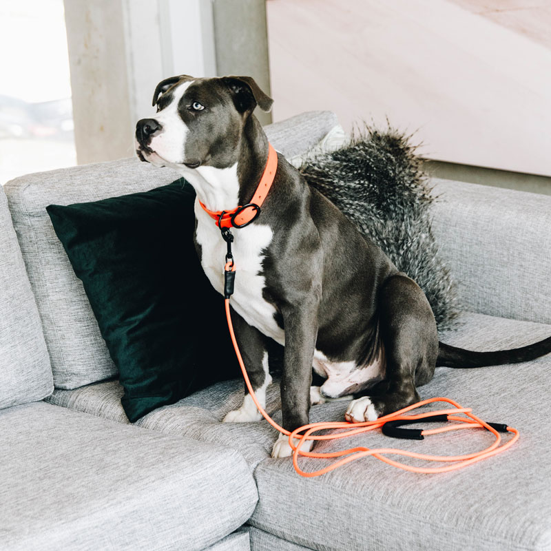 Kentucky Dogwear Soft Rubber Dog Collars 5 Kentucky Dogwear Soft Rubber Dog Collars - Image 5