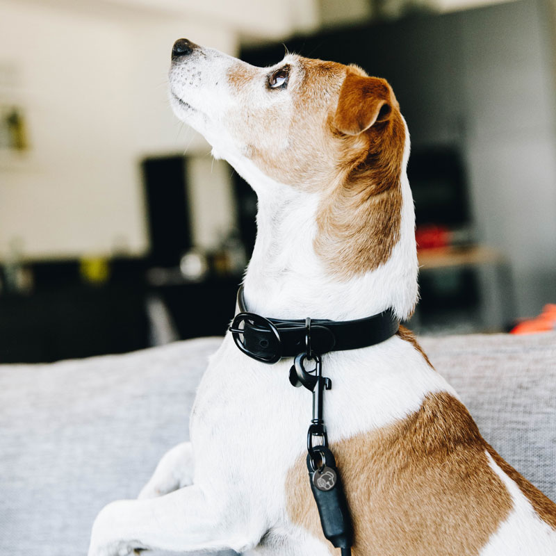 Kentucky Dogwear Soft Rubber Dog Collars 6 Kentucky Dogwear Soft Rubber Dog Collars - Image 6