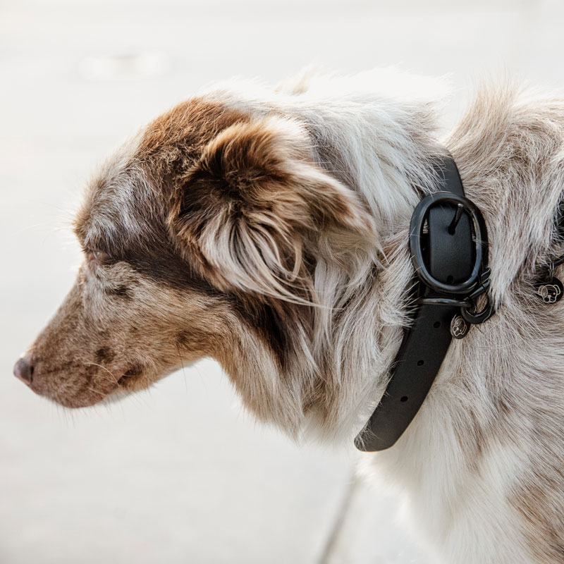 Kentucky Dogwear Soft Rubber Dog Collars 7 Kentucky Dogwear Soft Rubber Dog Collars - Image 7